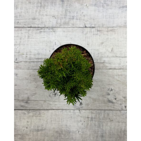 'Flushing' - cis pośredni
Taxus xmedia 'Flushing'