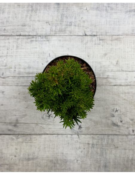 'Flushing' - cis pośredni
Taxus xmedia 'Flushing'