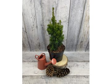 'Flushing' - cis pośredni
Taxus xmedia 'Flushing'