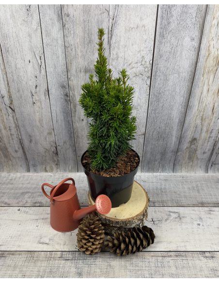 'Flushing' - cis pośredni
Taxus xmedia 'Flushing'