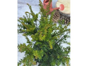 'Green Mountain' - cis pośredni
Taxus xmedia 'Green Mountain' 2