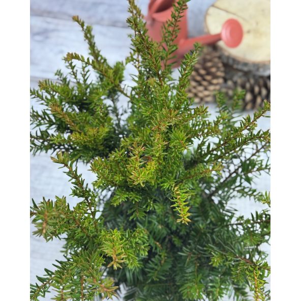 'Green Mountain' - cis pośredni
Taxus xmedia 'Green Mountain'