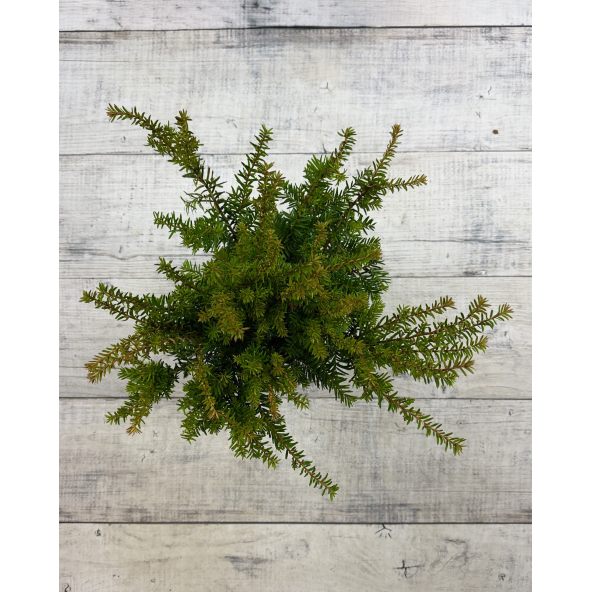 'Green Mountain' - cis pośredni
Taxus xmedia 'Green Mountain'