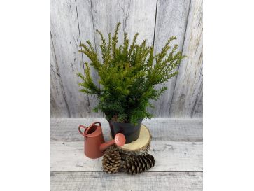 'Green Mountain' - cis pośredni
Taxus xmedia 'Green Mountain'