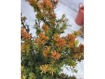 'Selektion Kordes' - cis pośredni
Taxus xmedia 'Selektion Kordes' 2