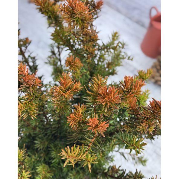 'Selektion Kordes' - cis pośredni
Taxus xmedia 'Selektion Kordes'