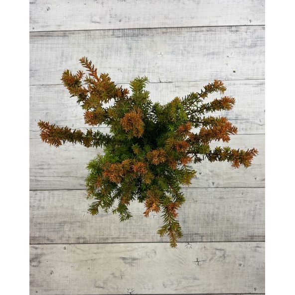 'Selektion Kordes' - cis pośredni
Taxus xmedia 'Selektion Kordes'