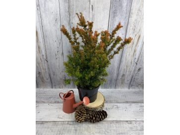 'Selektion Kordes' - cis pośredni
Taxus xmedia 'Selektion Kordes'