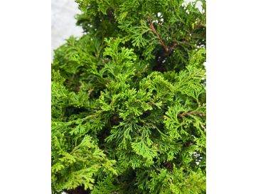 'Contorta' - cyprysik tępołuskowy
Chamaecyparis obtusa 'Contorta' 2