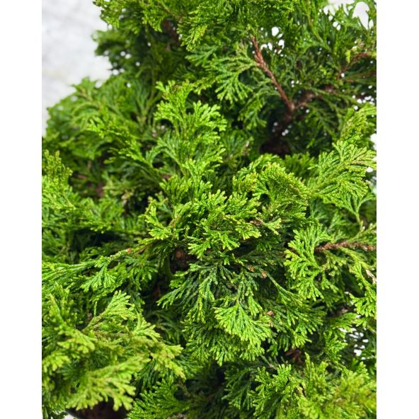 'Contorta' - cyprysik tępołuskowy
Chamaecyparis obtusa 'Contorta'