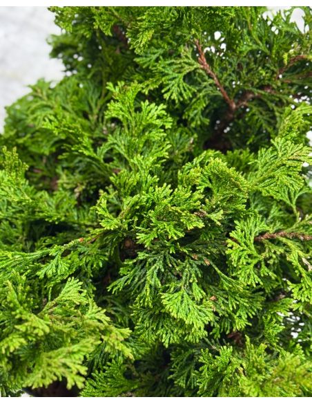 'Contorta' - cyprysik tępołuskowy
Chamaecyparis obtusa 'Contorta'