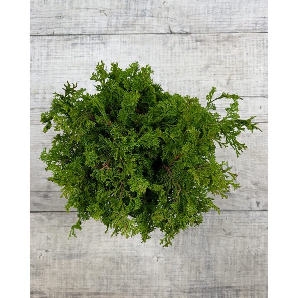 'Contorta' - cyprysik tępołuskowy
Chamaecyparis obtusa 'Contorta'