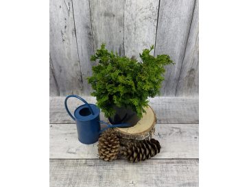 'Contorta' - cyprysik tępołuskowy
Chamaecyparis obtusa 'Contorta'