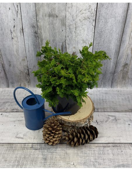 'Contorta' - cyprysik tępołuskowy
Chamaecyparis obtusa 'Contorta'