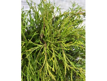 'Filifera Aurea Nana' - cyprysik groszkowy
Chamaecyparis pisifera 'Filifera Aurea Nana' 2