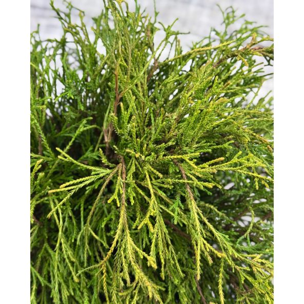 'Filifera Aurea Nana' - cyprysik groszkowy
Chamaecyparis pisifera 'Filifera Aurea Nana'