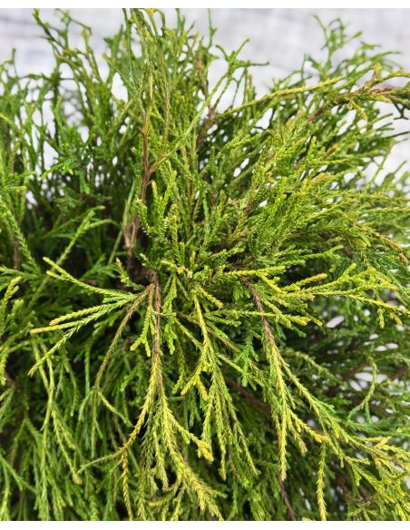 'Filifera Aurea Nana' - cyprysik groszkowy
Chamaecyparis pisifera 'Filifera Aurea Nana'