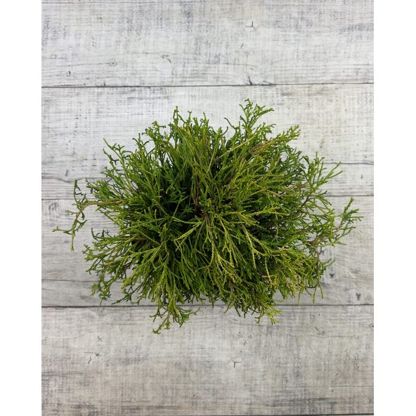 'Filifera Aurea Nana' - cyprysik groszkowy
Chamaecyparis pisifera 'Filifera Aurea Nana'