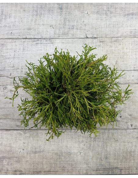 'Filifera Aurea Nana' - cyprysik groszkowy
Chamaecyparis pisifera 'Filifera Aurea Nana'
