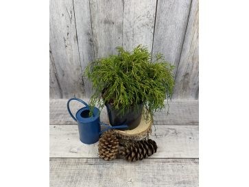 'Filifera Aurea Nana' - cyprysik groszkowy
Chamaecyparis pisifera 'Filifera Aurea Nana'