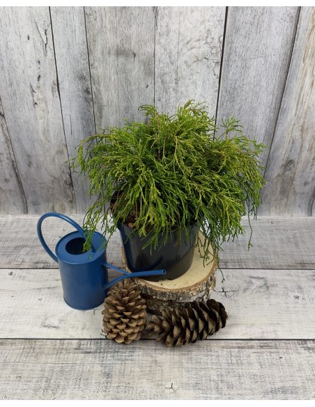 'Filifera Aurea Nana' - cyprysik groszkowy
Chamaecyparis pisifera 'Filifera Aurea Nana'