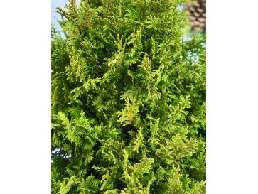 'Filip’s Happy Day' - cyprysik groszkowy
Chamaecyparis pisifera 'Filip’s Happy Day' 2