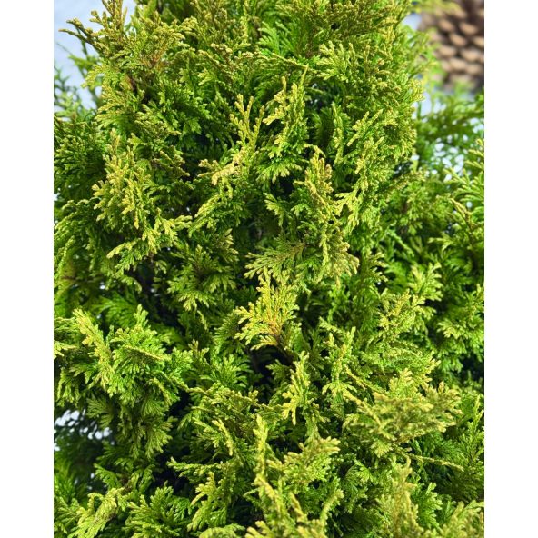 'Filip’s Happy Day' - cyprysik groszkowy
Chamaecyparis pisifera 'Filip’s Happy Day'
