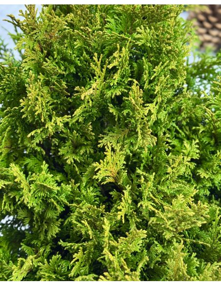 'Filip’s Happy Day' - cyprysik groszkowy
Chamaecyparis pisifera 'Filip’s Happy Day'