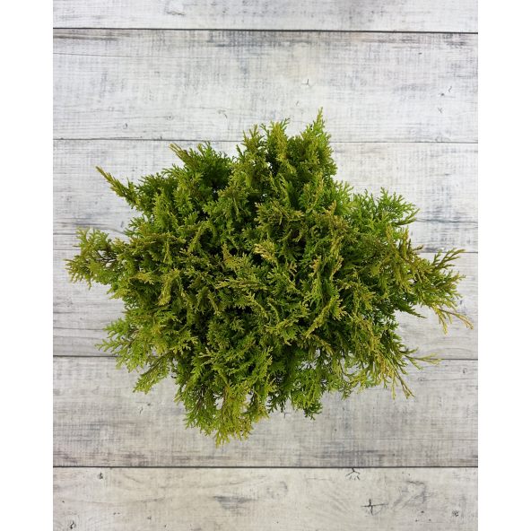 'Filip’s Happy Day' - cyprysik groszkowy
Chamaecyparis pisifera 'Filip’s Happy Day'