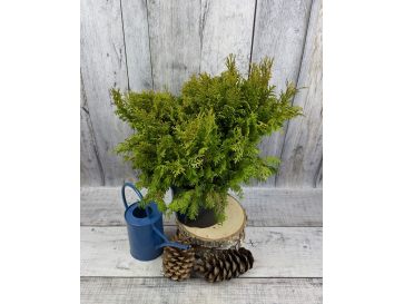 'Filip’s Happy Day' - cyprysik groszkowy
Chamaecyparis pisifera 'Filip’s Happy Day'