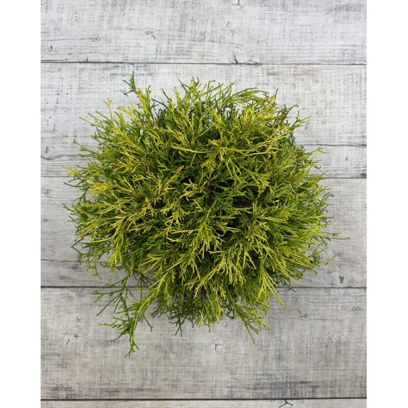 'Golden Mop' - cyprysik groszkowy
Chamaecyparis pisifera 'Golden Mop'