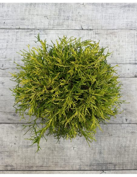 'Golden Mop' - cyprysik groszkowy
Chamaecyparis pisifera 'Golden Mop'