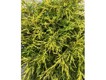 'Golden Mop' - cyprysik groszkowy
Chamaecyparis pisifera 'Golden Mop' 2