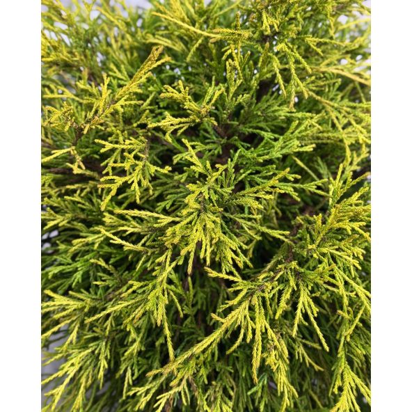 'Golden Mop' - cyprysik groszkowy
Chamaecyparis pisifera 'Golden Mop'