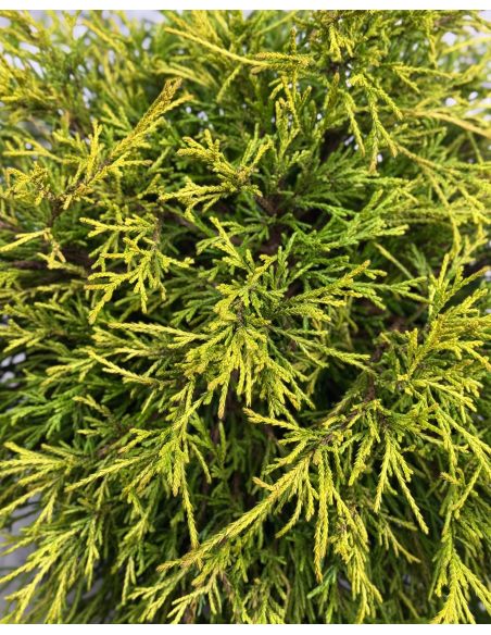 'Golden Mop' - cyprysik groszkowy
Chamaecyparis pisifera 'Golden Mop'