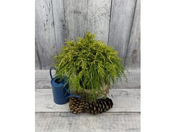 'Golden Mop' - cyprysik groszkowy
Chamaecyparis pisifera 'Golden Mop'