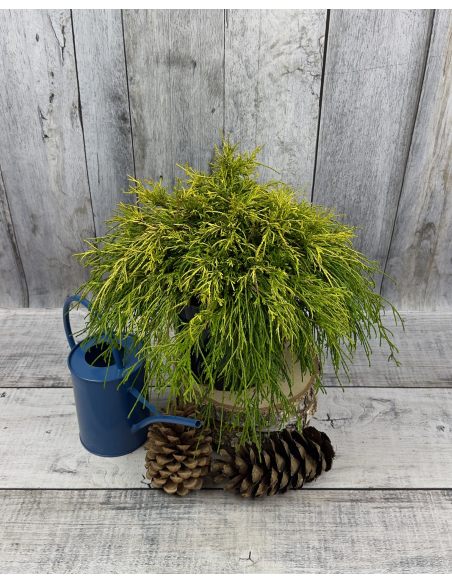 'Golden Mop' - cyprysik groszkowy
Chamaecyparis pisifera 'Golden Mop'