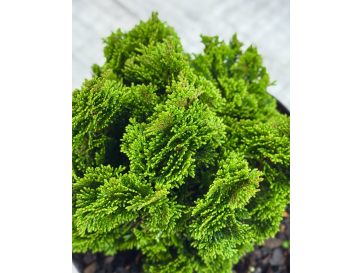 'Nana Pyramidalis' - cyprysik tępołuskowy
Chamaecyparis obtusa 'Nana Pyramidalis' 2