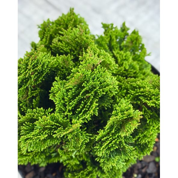 'Nana Pyramidalis' - cyprysik tępołuskowy
Chamaecyparis obtusa 'Nana Pyramidalis'