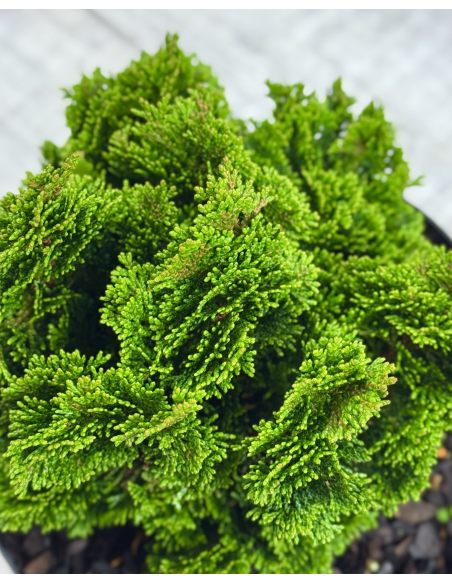 'Nana Pyramidalis' - cyprysik tępołuskowy
Chamaecyparis obtusa 'Nana Pyramidalis'