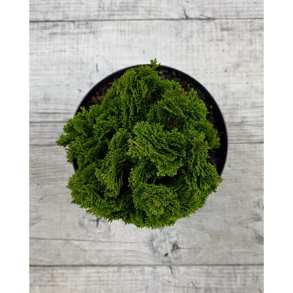 'Nana Pyramidalis' - cyprysik tępołuskowy
Chamaecyparis obtusa 'Nana Pyramidalis'