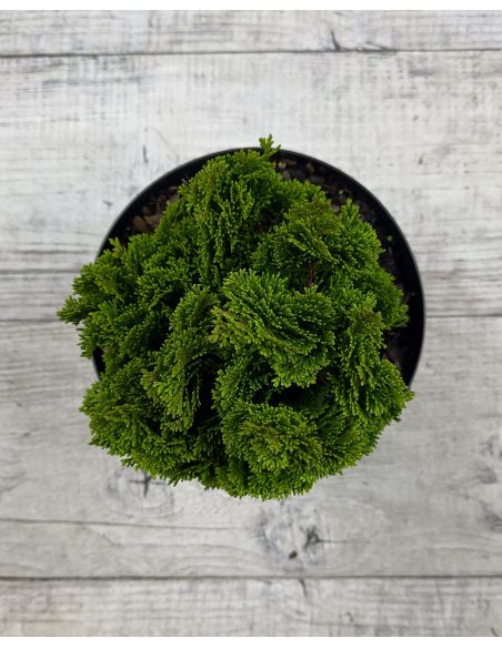 'Nana Pyramidalis' - cyprysik tępołuskowy
Chamaecyparis obtusa 'Nana Pyramidalis'