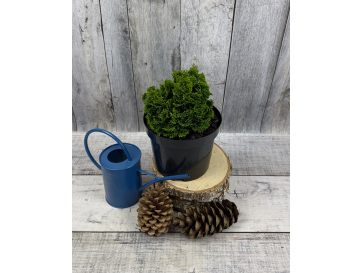 'Nana Pyramidalis' - cyprysik tępołuskowy
Chamaecyparis obtusa 'Nana Pyramidalis'