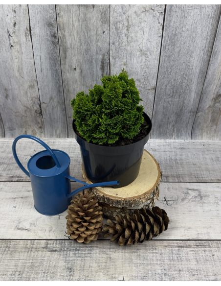 'Nana Pyramidalis' - cyprysik tępołuskowy
Chamaecyparis obtusa 'Nana Pyramidalis'