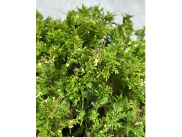 'Silver Lode' - cyprysik groszkowy
Chamaecyparis pisifera 'Silver Lode' 2
