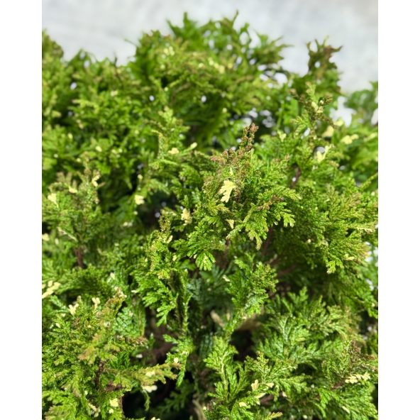 'Silver Lode' - cyprysik groszkowy
Chamaecyparis pisifera 'Silver Lode'