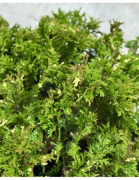 'Silver Lode' - cyprysik groszkowy
Chamaecyparis pisifera 'Silver Lode'