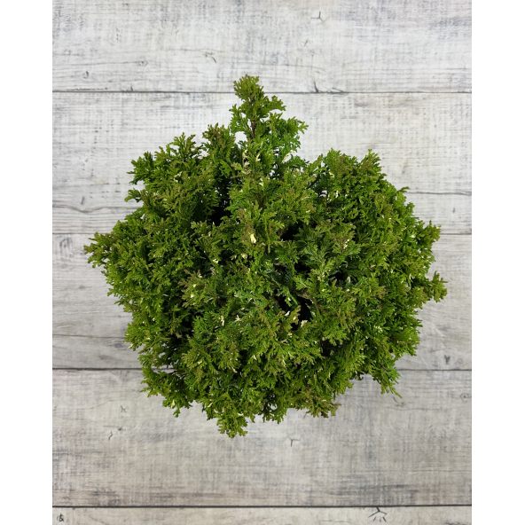 'Silver Lode' - cyprysik groszkowy
Chamaecyparis pisifera 'Silver Lode'