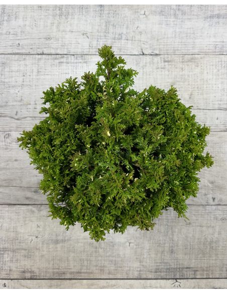 'Silver Lode' - cyprysik groszkowy
Chamaecyparis pisifera 'Silver Lode'