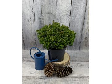 'Silver Lode' - cyprysik groszkowy
Chamaecyparis pisifera 'Silver Lode'